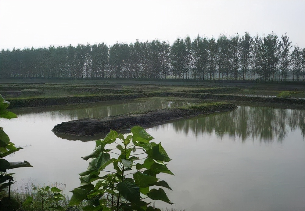 如何養(yǎng)龍蝦,如何養(yǎng)龍蝦 技術