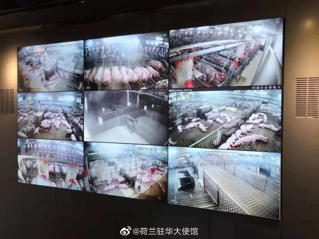 原来,荷兰是个猪猪天堂