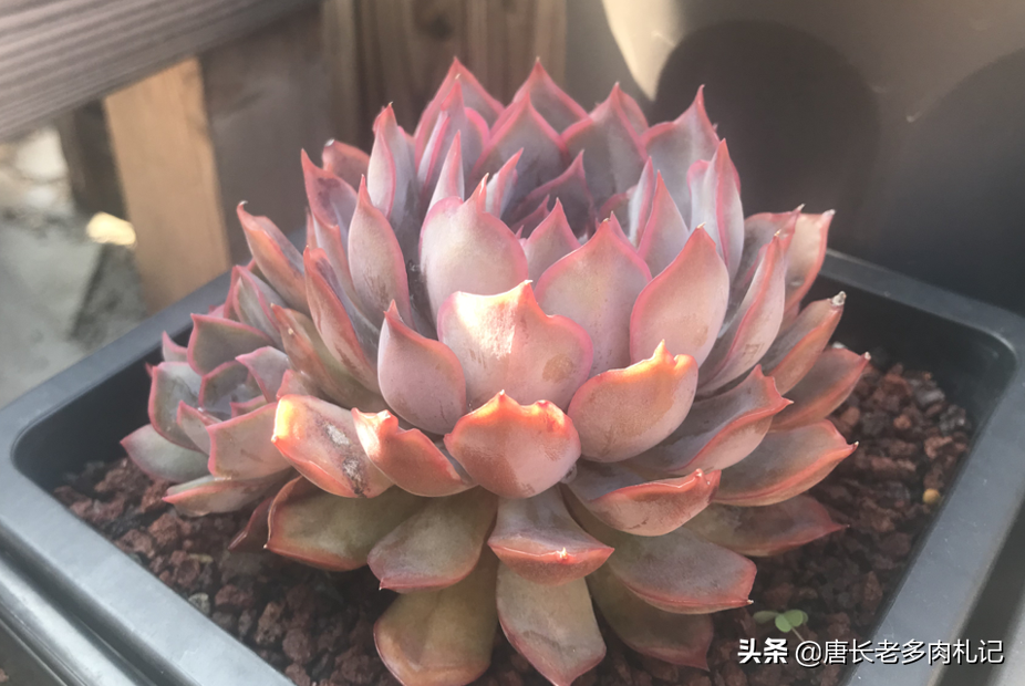 松树皮和柳树皮是很好的介质(松树皮和柳树皮是很好的介质对吗)