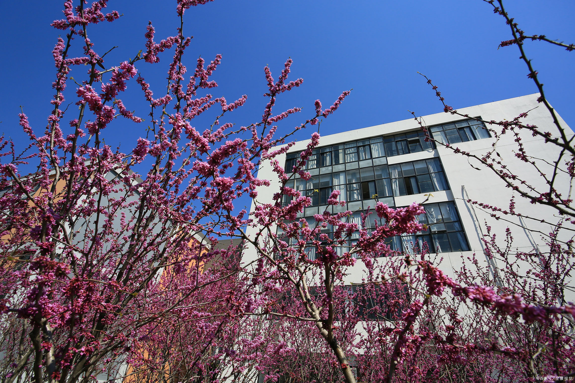 《我的校园》作文怎么写？别急！语文老师给你写一篇满分的来