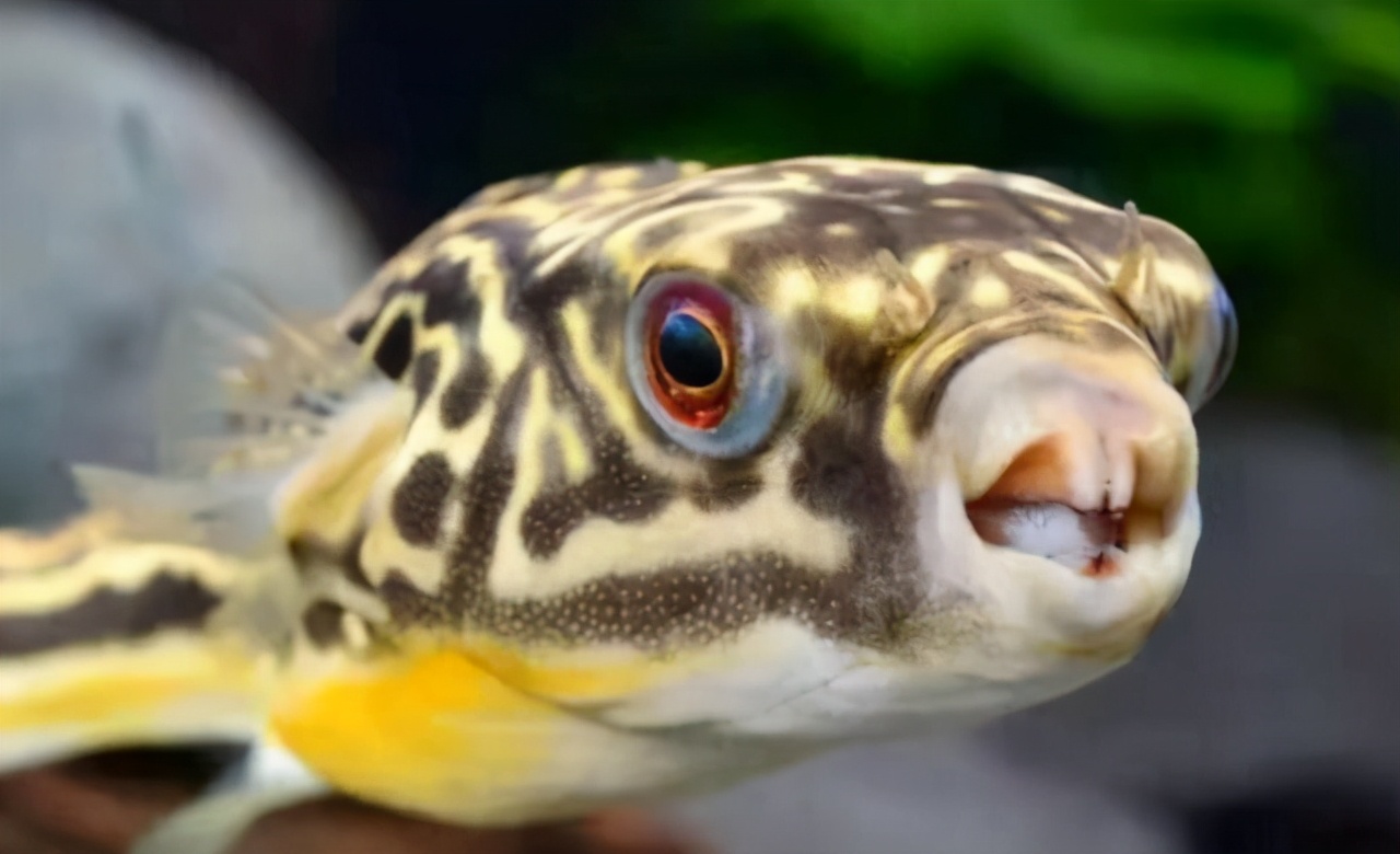 金鼓鱼图片(哪些观赏鱼具有一定的攻击性) - 赤虎壹号