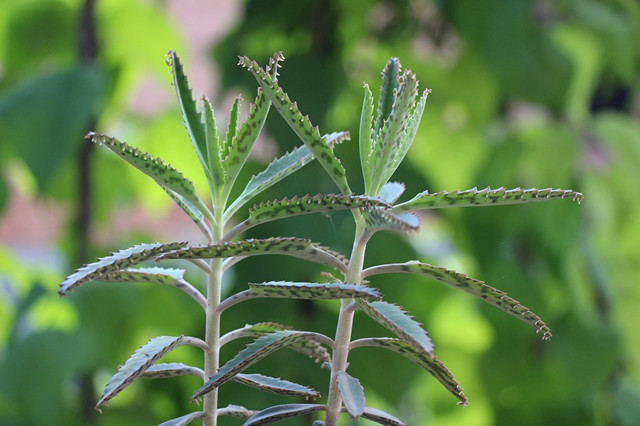 落地生根为什么不吉利（揭秘落地生根的养殖难处与细节）