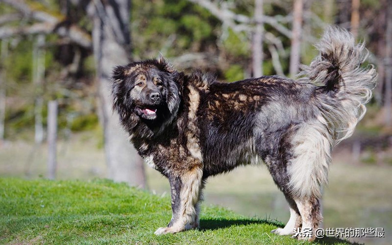 两种素有“国宝”之称的猛犬，不仅体型最大，实力更是犬中前三
