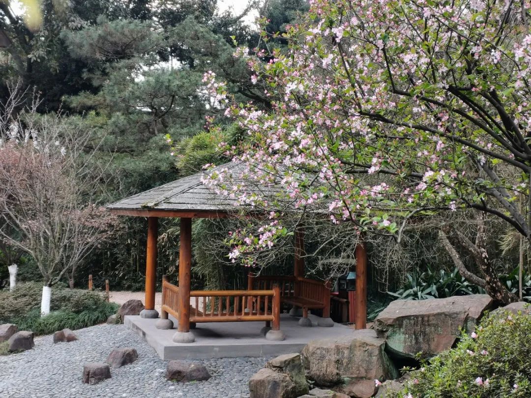 清明节去哪玩？重庆这些地方值得去踏青