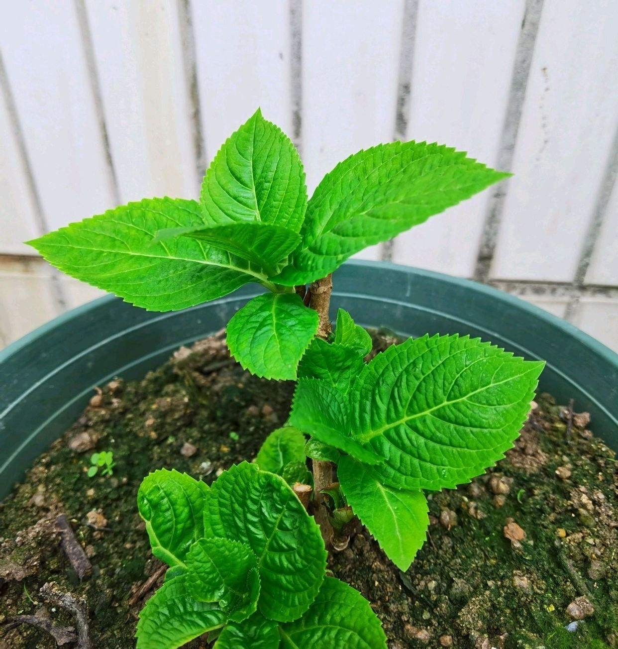 扦插绣球花，懂得3个要领，想要多少有多少，去年扦插今年开花
