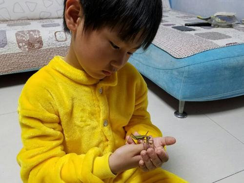 《酷虫学校》：孩子爱好特殊，家长恰当引导，让孩子爱上阅读