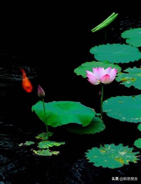 观鱼诗词精选二十四首 我嗟不及群鱼乐，虚作人间半世人