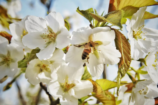 高清大图惊艳来袭！或许，“她”就是南京大学最美校花！