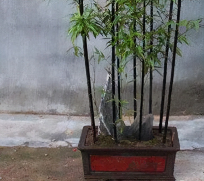 紫竹多少钱一棵(阳台缺点) - 价格百科