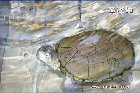 乌龟的肢体语言-龟谷鳖老来讲述