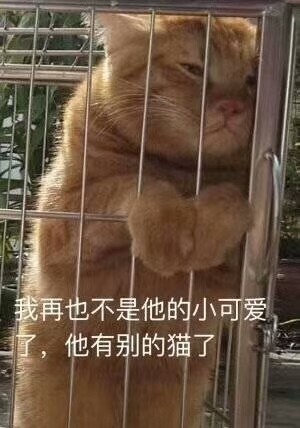 猫咪表情包：被金钱蒙蔽了双眼、你不对劲小老弟