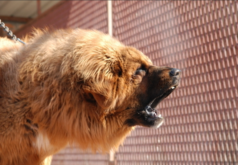 虽然你可能一辈子不养藏獒,但你要知道它凭什么称为中国"狗王"