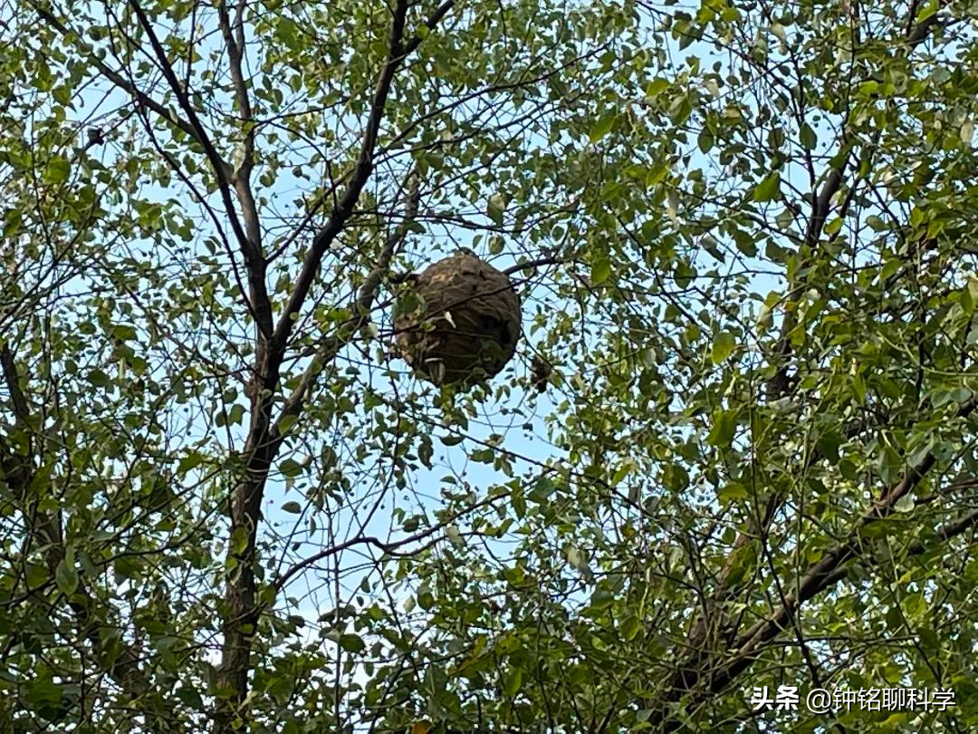 为什么马蜂伤人多在秋天？马蜂毒性有多强，被马蜂蛰了怎么办？