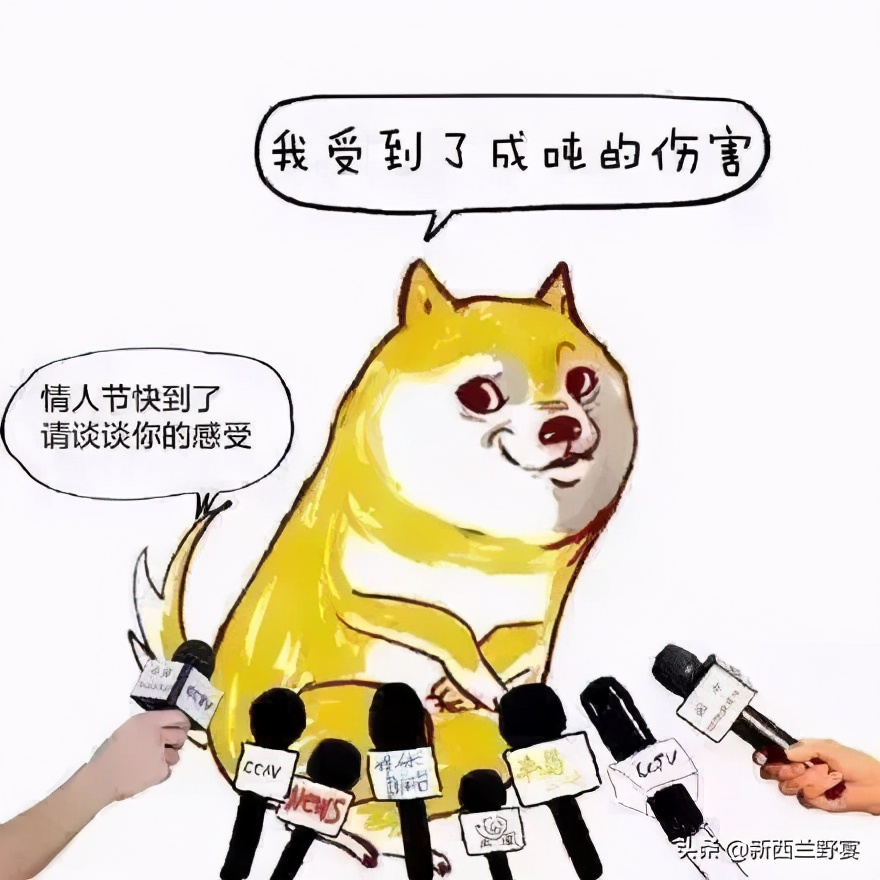 小狼狗是什么意思（宠物圈10大黑话鉴赏）