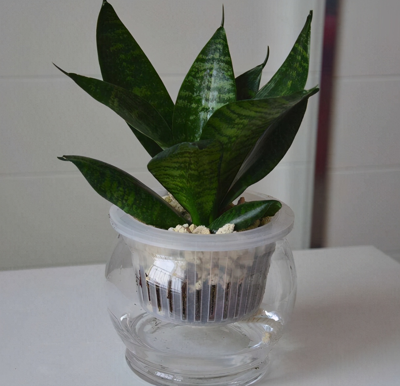 虎皮兰水养要怎么养忌讳什么专业回答