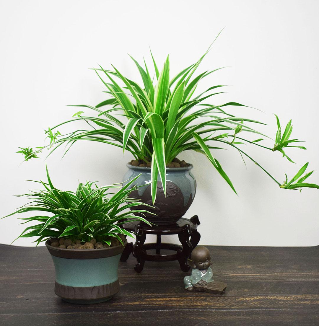 家居盆花20种,漂亮又实用,总有一款你喜欢