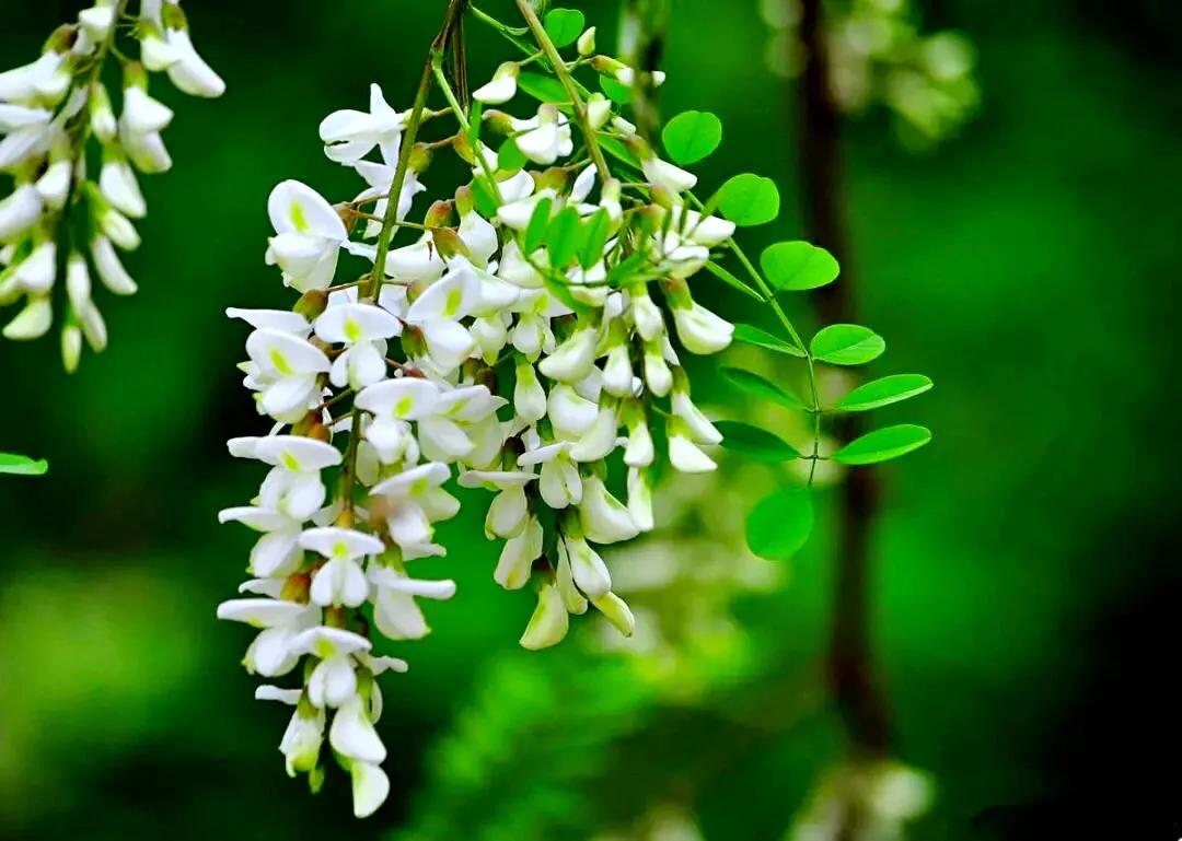 生如夏花,绚丽烂漫