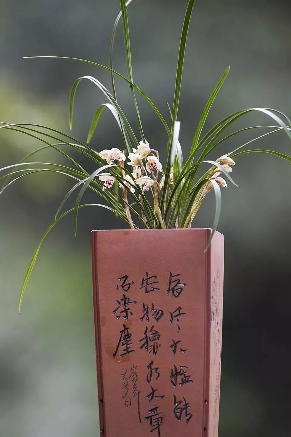 我国十大香花，家里养一盆，繁花满枝，满室生香