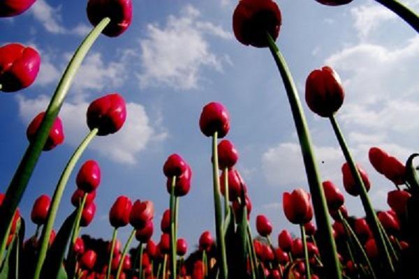 郁金香什么時候開花,郁金香什么時候開花什么時候結束