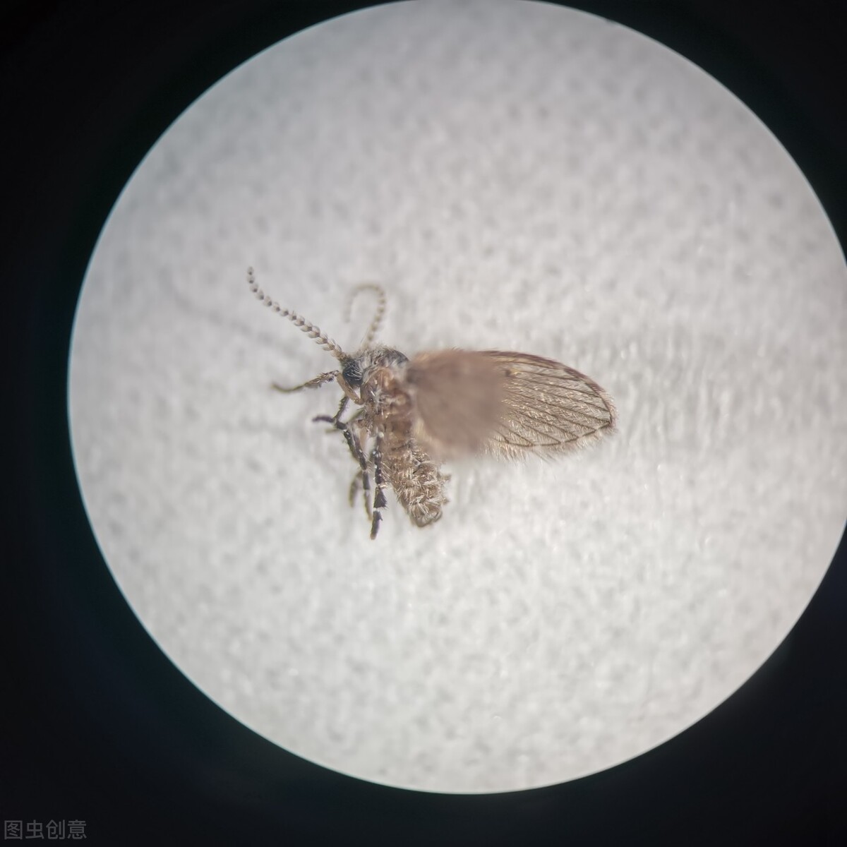 这五种小虫子，我想大家在家里都见过