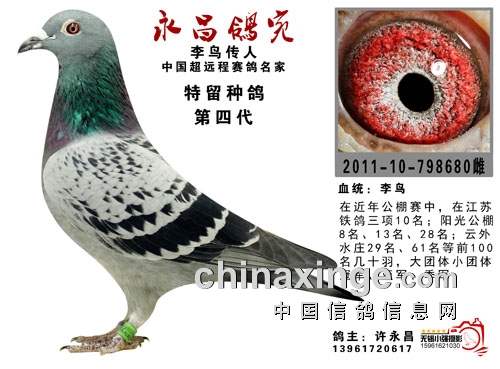 74岁飞公棚冠军 许永昌：我用的仍然是李鸟！