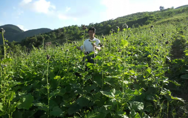 达州：把好中医药产业的“脉”开好乡村振兴的“方”