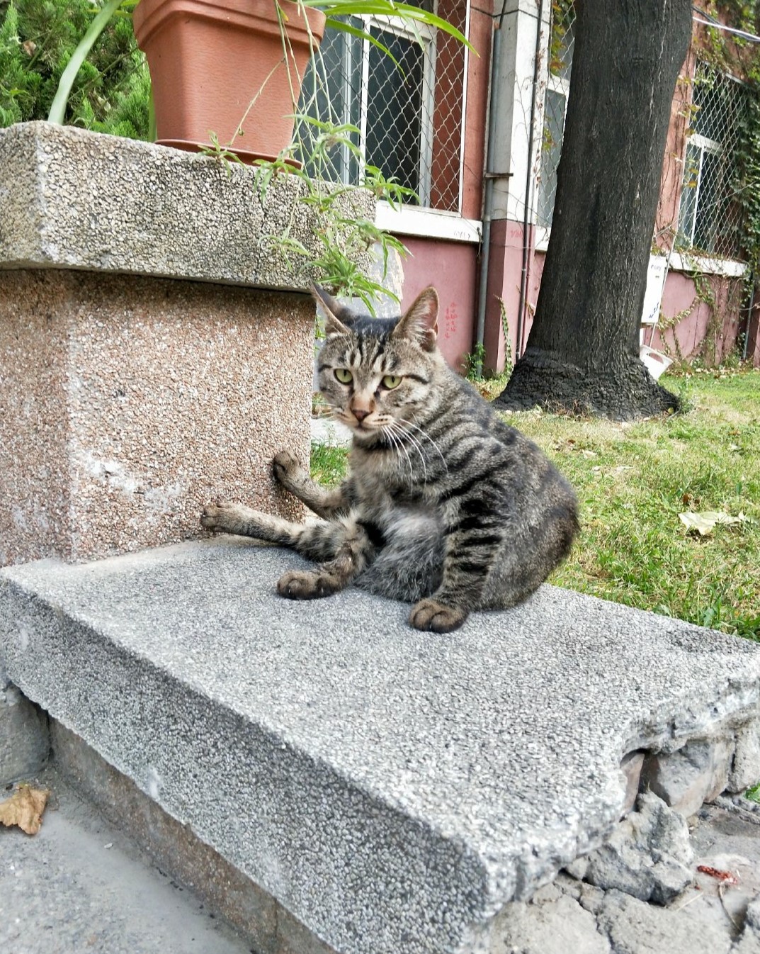 狸花猫原来是这样抓老鼠的，难怪这么厉害！_宠物