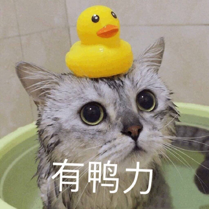 猫咪表情包：今晚那个吗