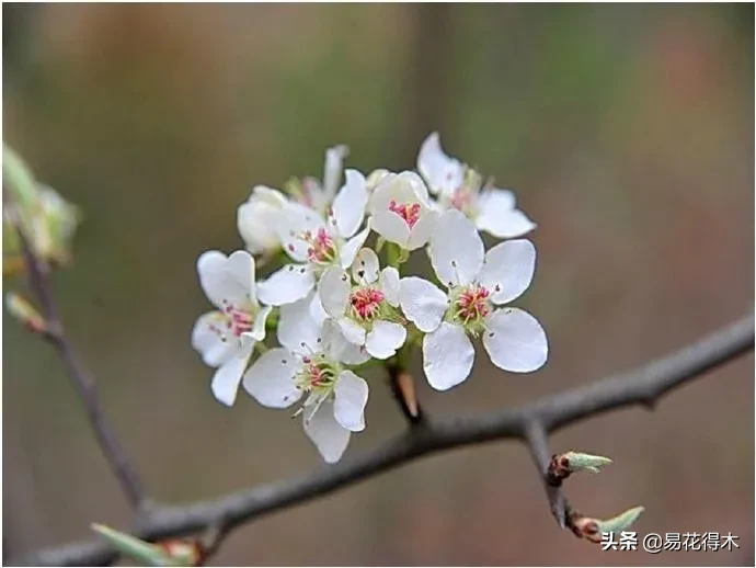 棠梨鉴赏｜东风二月淮阴郡，唯见棠梨一树花