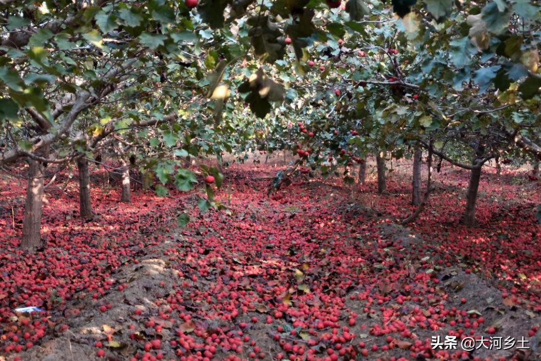 近日,笔者和朋友到晋南黄河边的滩地里游玩,路过一片结满果子的山楂林