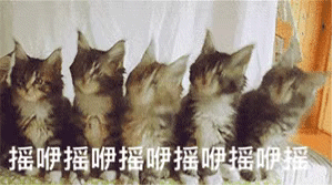 猫咪动态表情包合集｜猫咪摇头、猫咪亲吻