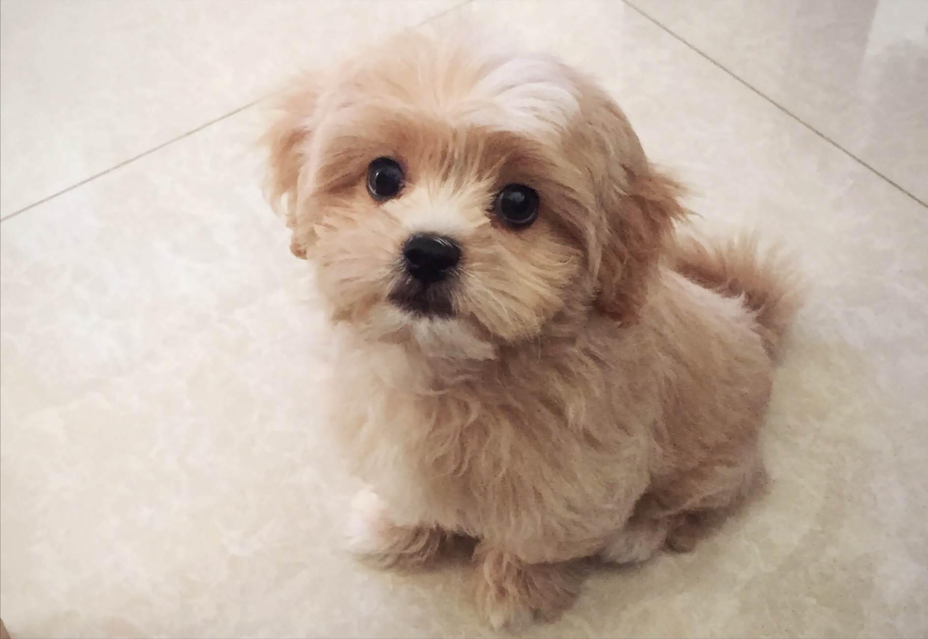 6种"物美价廉"的狗狗,让你爱不释手