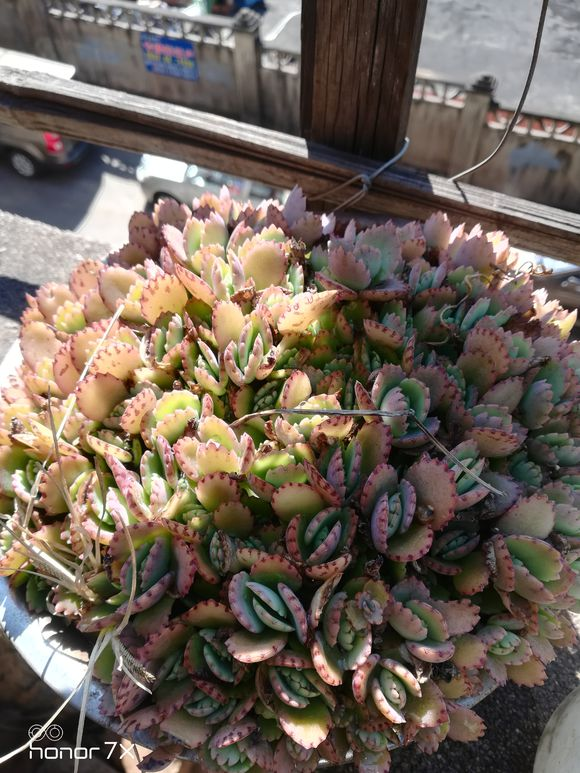 落地生根为什么不吉利（揭秘落地生根的养殖难处与细节）