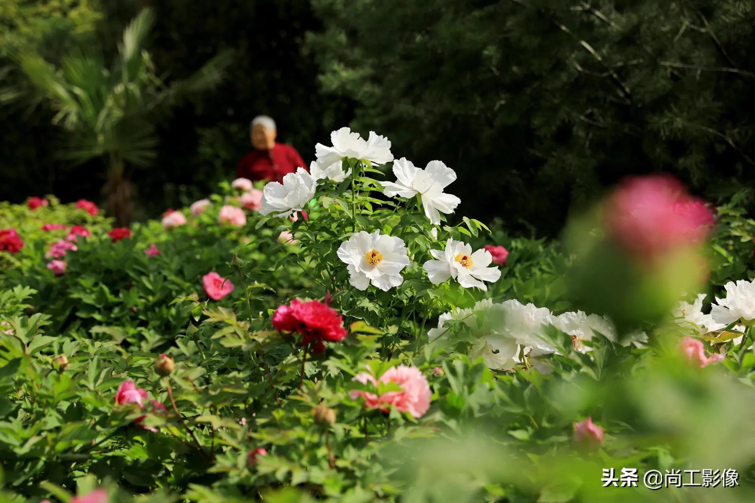 惟有牡丹真国色，花开时节惹人醉