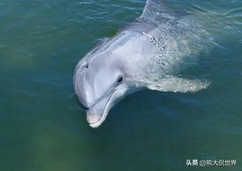 海豚是胎生還是卵生(揭秘海豚到底睡不睡覺)