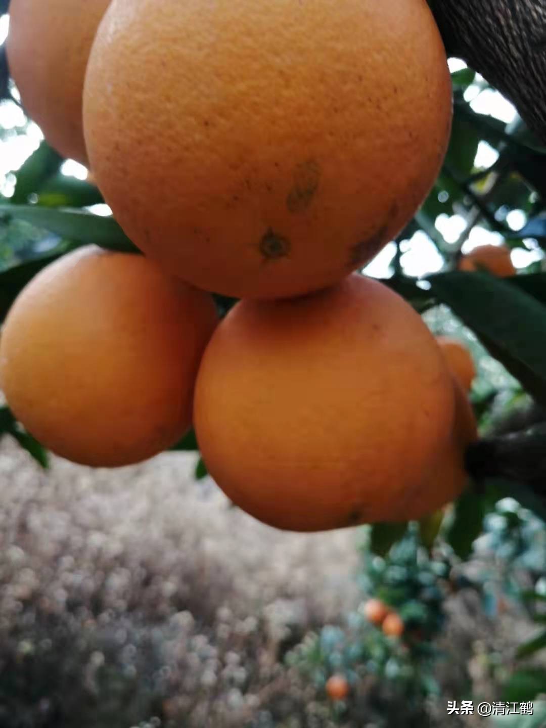 pbo農藥,