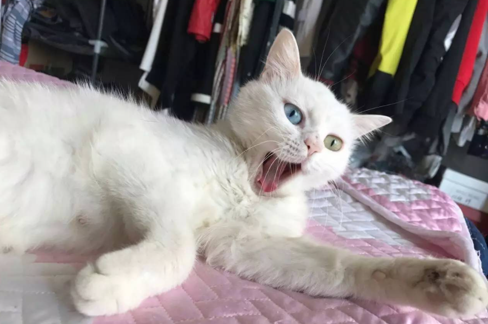 大学生在宿舍养猫被没收，学校禁止养宠物，弃养情况时有发生