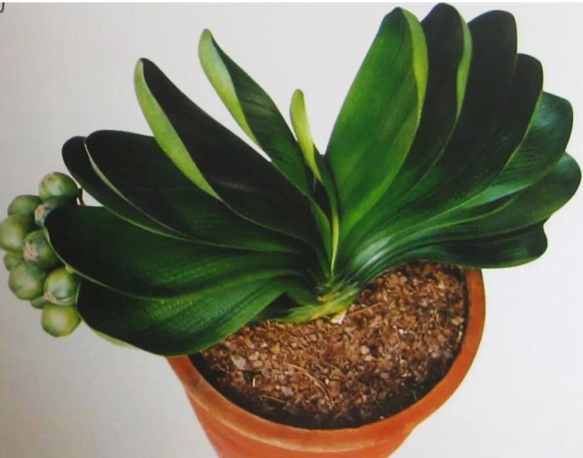 君子兰品种大全(盘点君子兰的常见品种大全)