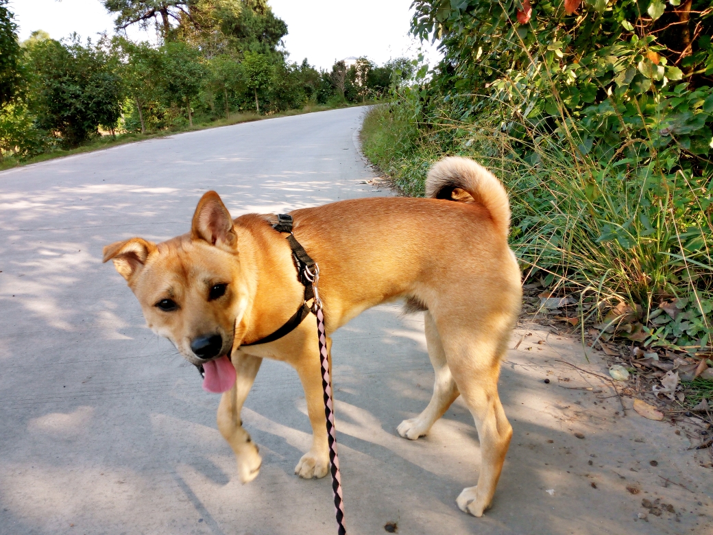 把土狗养成高级犬是怎样的体验?网友:不知道,但很开心