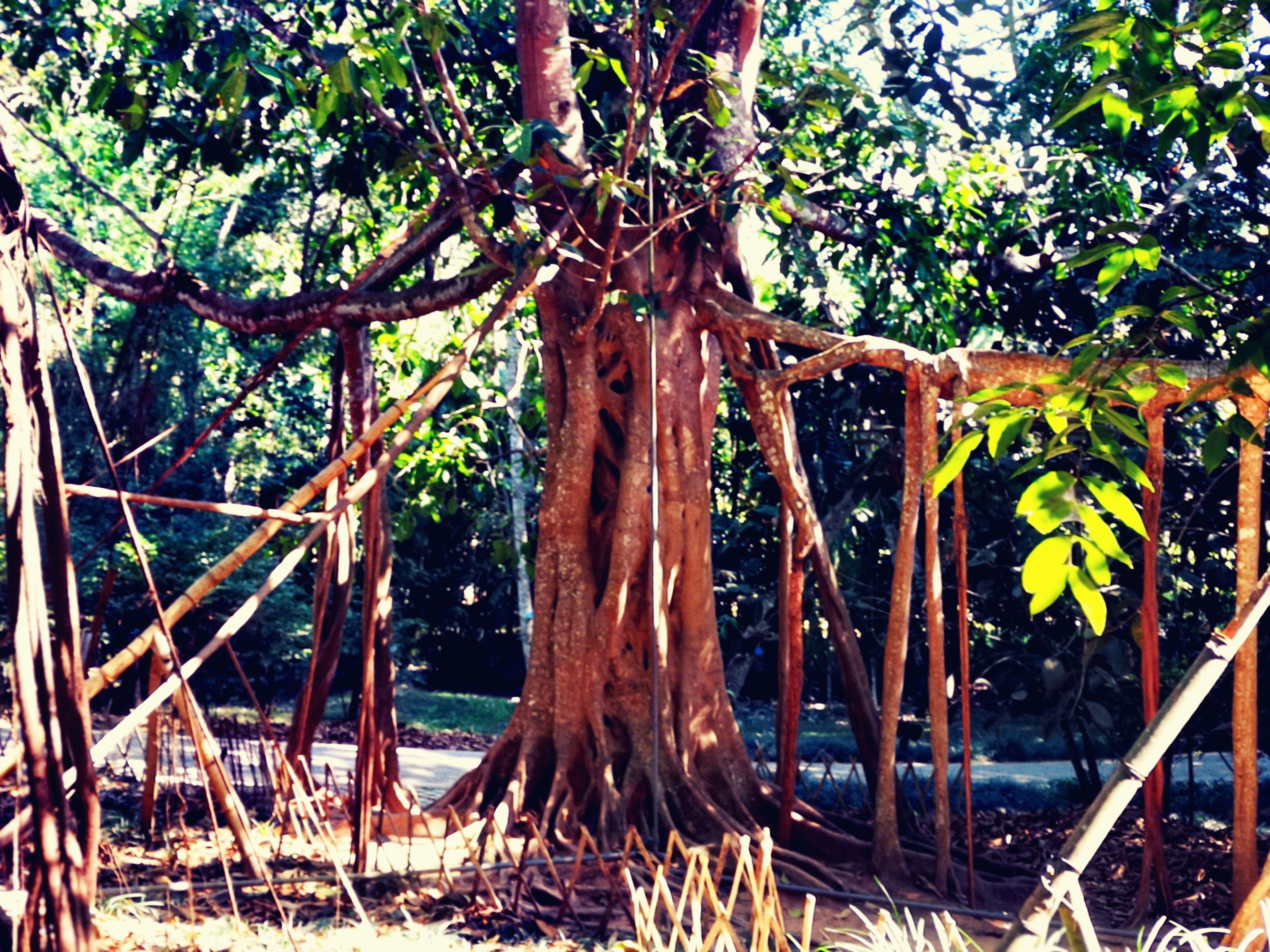 西双版纳8天9晚2600元，中科院热带植物园最详细攻略看这一篇就够