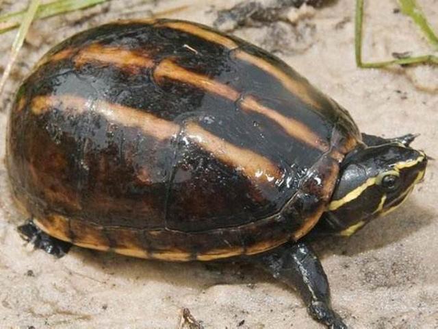 乌龟体型最小排行，乌龟体型最小排行有哪些？
