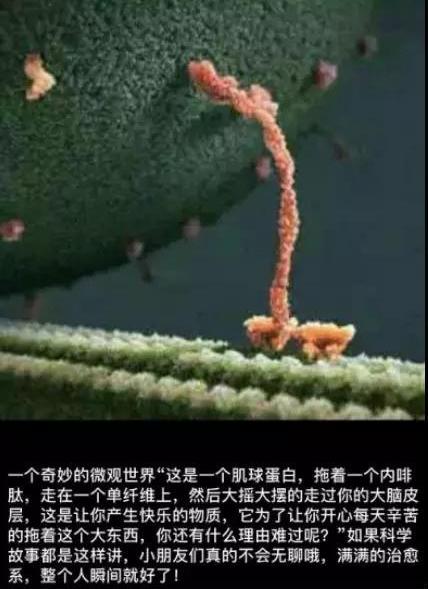 把视线放大120倍的家用显微镜,仅巴掌大小,扔给孩子能玩一天