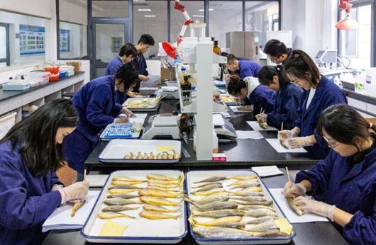 野生大黃魚為什么這么貴,