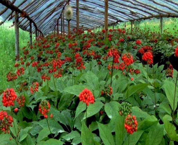 人参又名“人身”，与人齐寿；如何补身体，《神农本草经》说过了