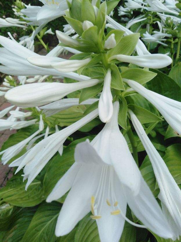 草花图片大全(花5块钱就能买到的草花) - 赤虎壹号