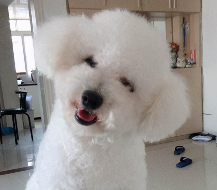 泰迪犬和比熊犬：如何区分“撞脸”的狗狗