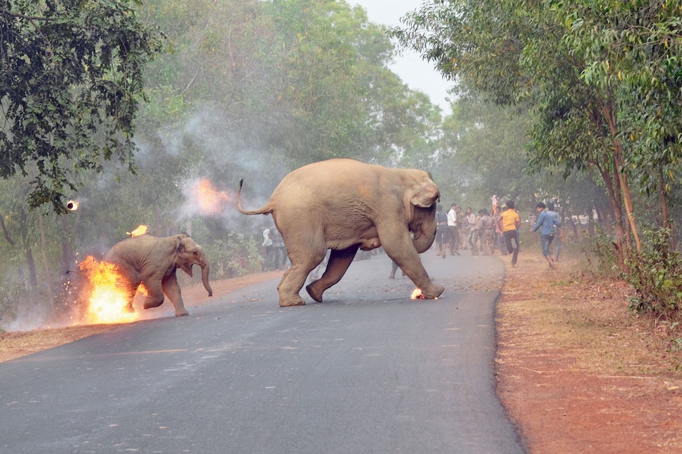 司机真怕了:印度猕猴跑22公里回村报复,猴子的记性到底有多好?
