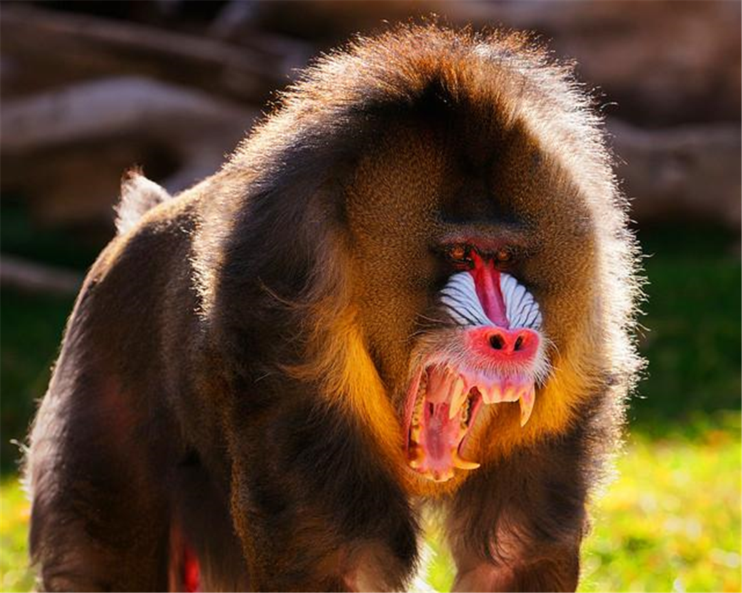 为何说"宁遇豺狼,不碰山魈",这种动物有多可怕?我国有吗?