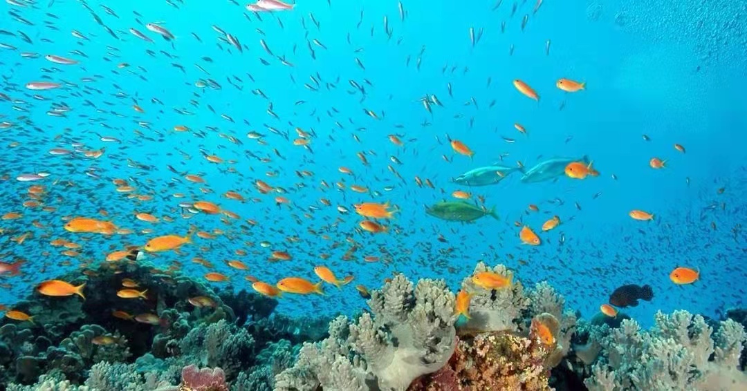 论海洋生态文明建设