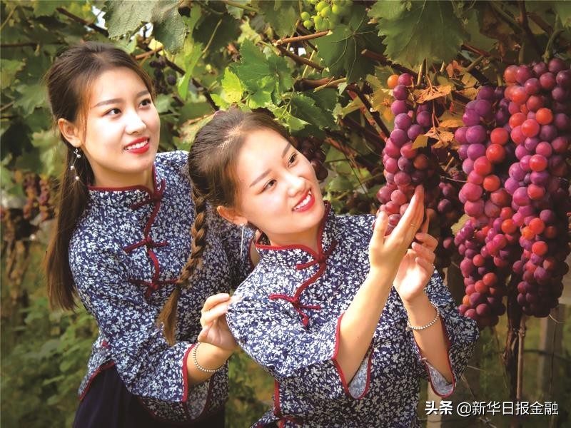 解农民之忧，授信总额202.68亿元！徐州地区农商银行农户小额普惠信用贷款为乡村振兴添动力